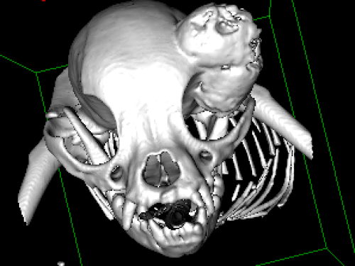 CT Scan van Indy met tumor op het hoofd voor de operatie 4