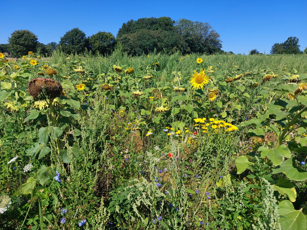 Beheerovereenkomst bloemenakker ingezaaid met tweejarig bloemenmengsel©VLM, Matthias Lemmens