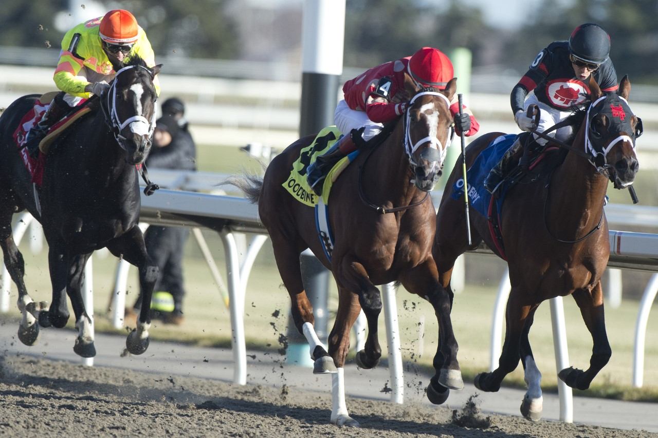 Bluebirds Over and jockey Edgard Zayas winning the Grey Stakes on Saturday at Woodbine (Michael Burns Photo)