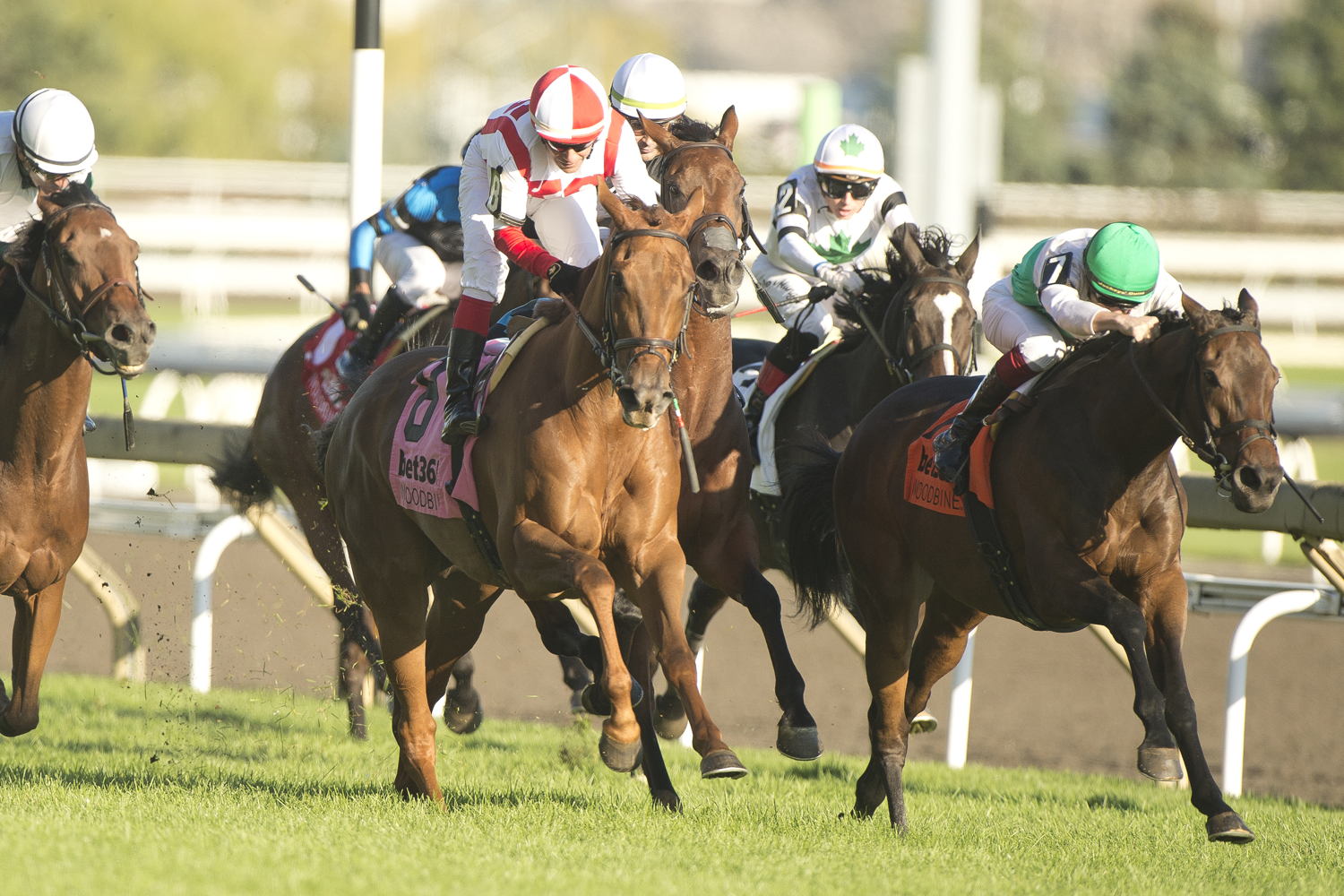 Mouffy and jockey Vincent Cheminaud winning the bet365 Dance Smartly Stakes (G2) on October 5, 2024 at Woodbine (Michael Burns Photo)