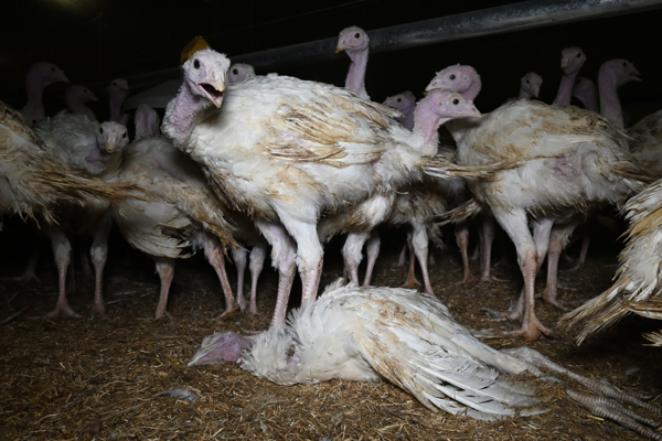 New investigation by GAIA shows turkeys brutally treated in factory farms in Flanders