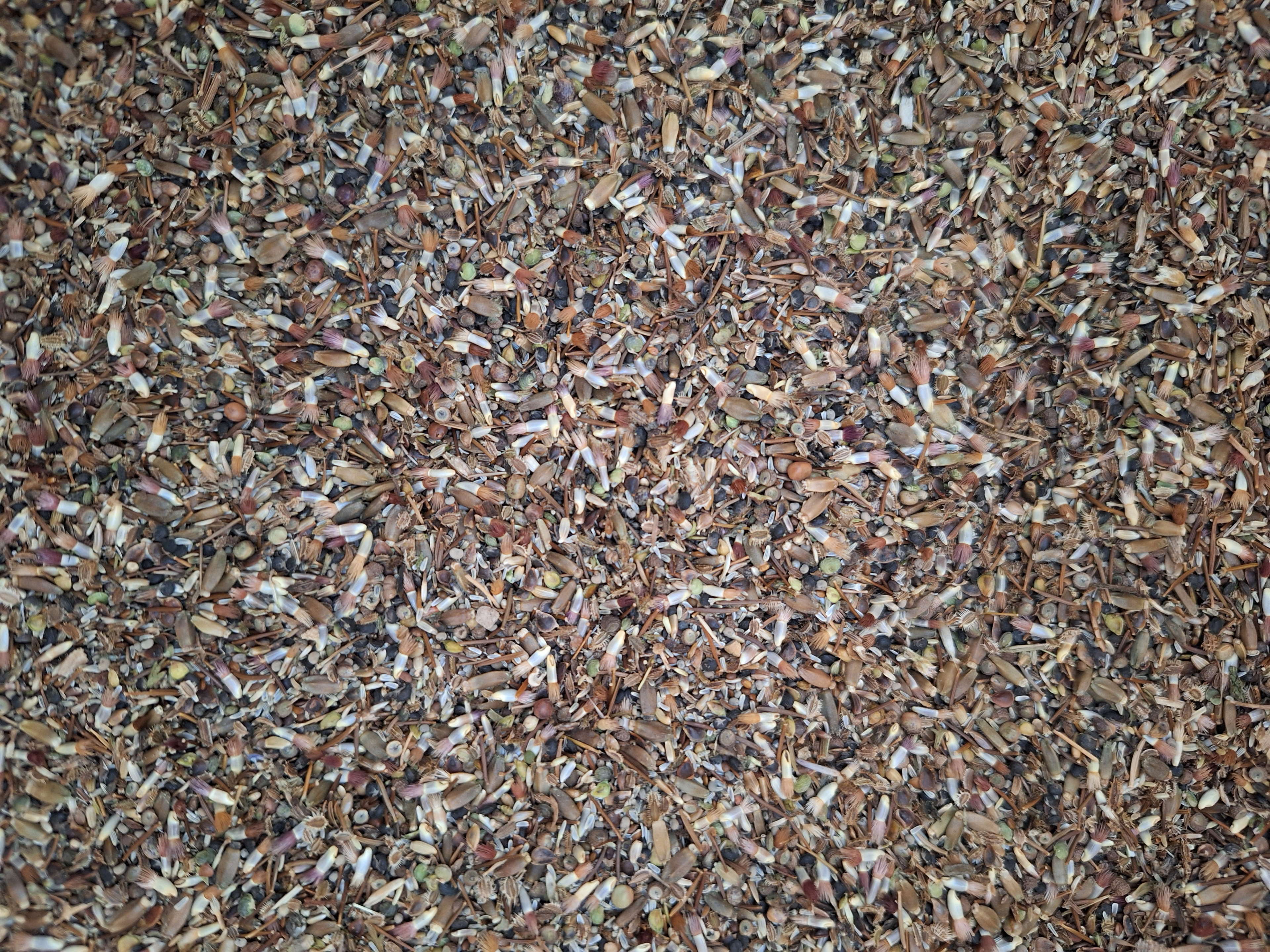 Enthousiaste telers en zaadverdelers gezocht die willen starten met autochtone zaadteelt