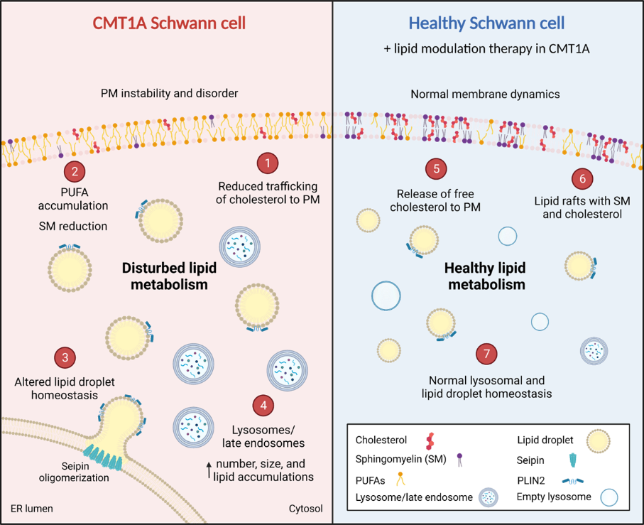 Perturbed lipid homeostasis during human CMT1A Schwann cell development. The figure was created with BioRender.com. Credit: Alessio Silva, Robert Prior, Tim Vangansewinkel.