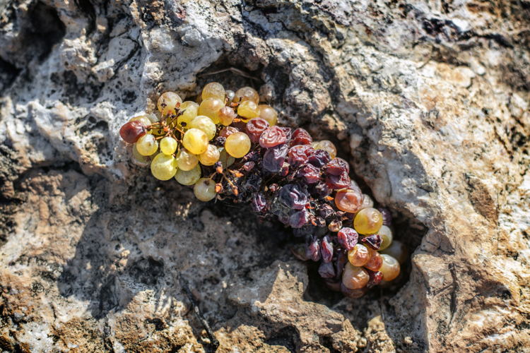 Tokaj 