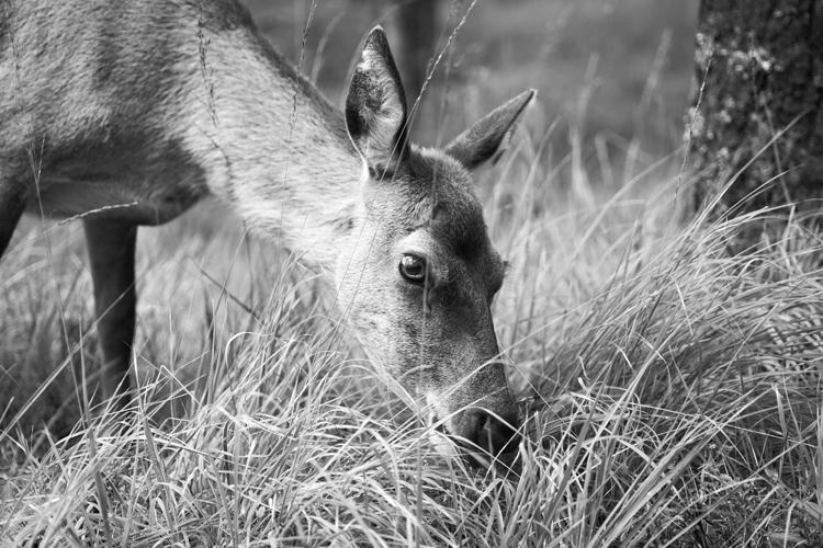 Tree and Deer