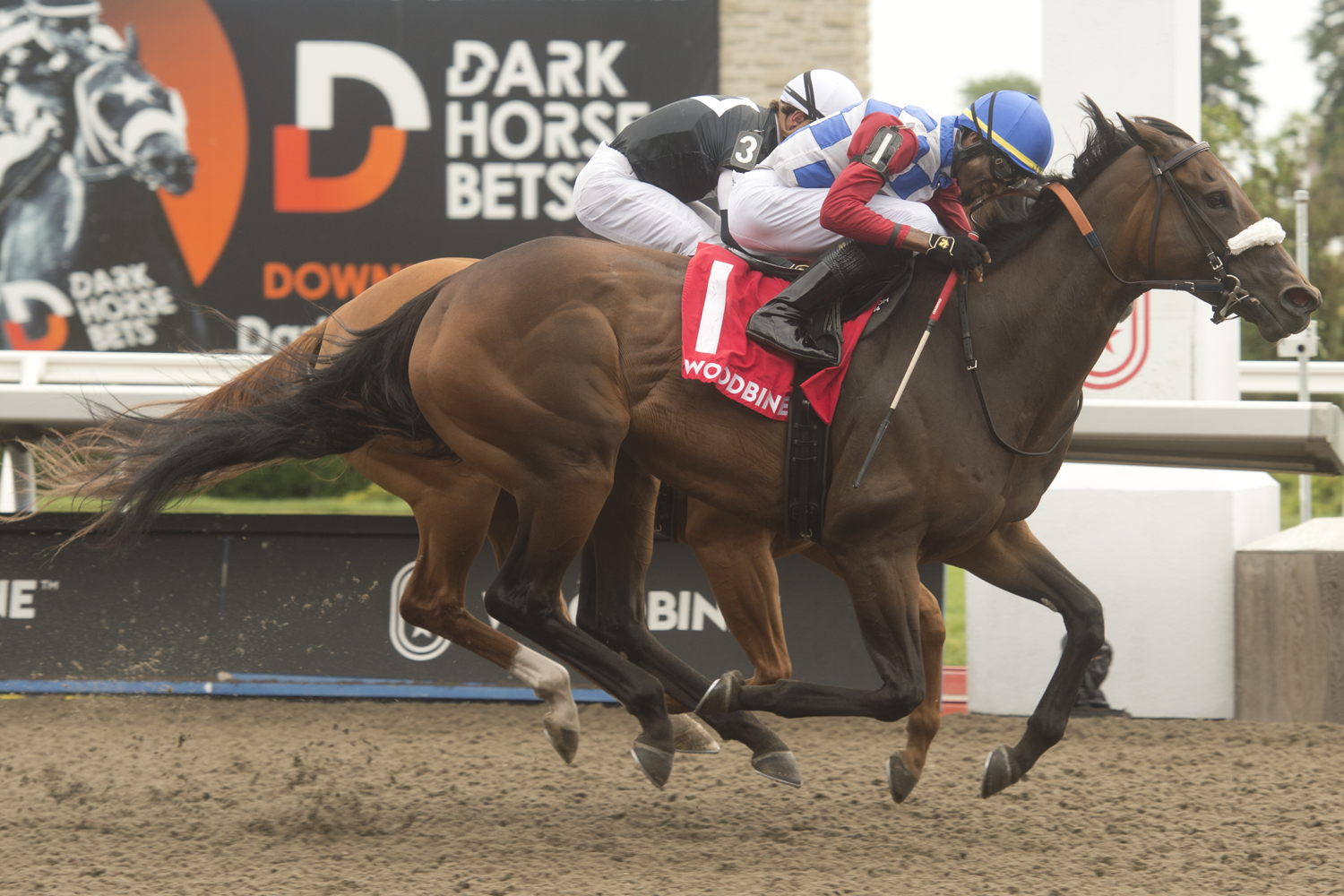 Hazelbrook, with jockey Jason Hoyte, winning the Hendrie Stakes G3 on Sunday at Woodbine. (Michael Burns Photo