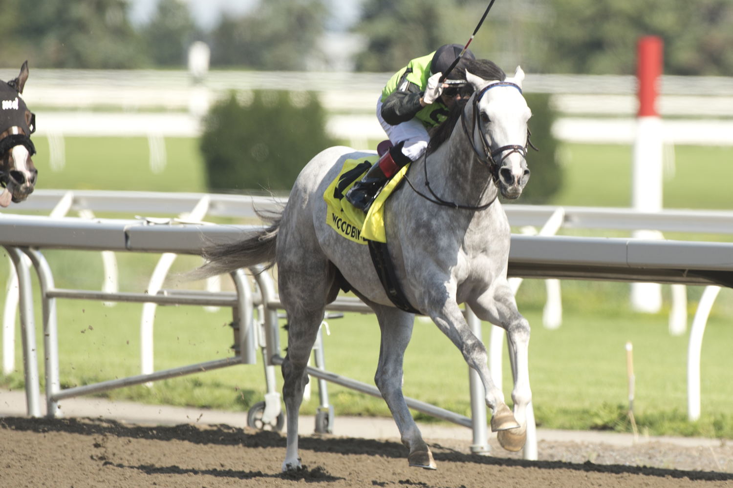 Tyson and jockey Rafael Hernandez winning the Seagram Cup on July 29, 2023 at Woodbine (Michael Burns Photo)