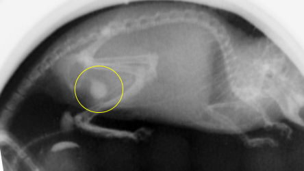 X-ray-based videocystometry in a mouse (yellow circle: bladder)