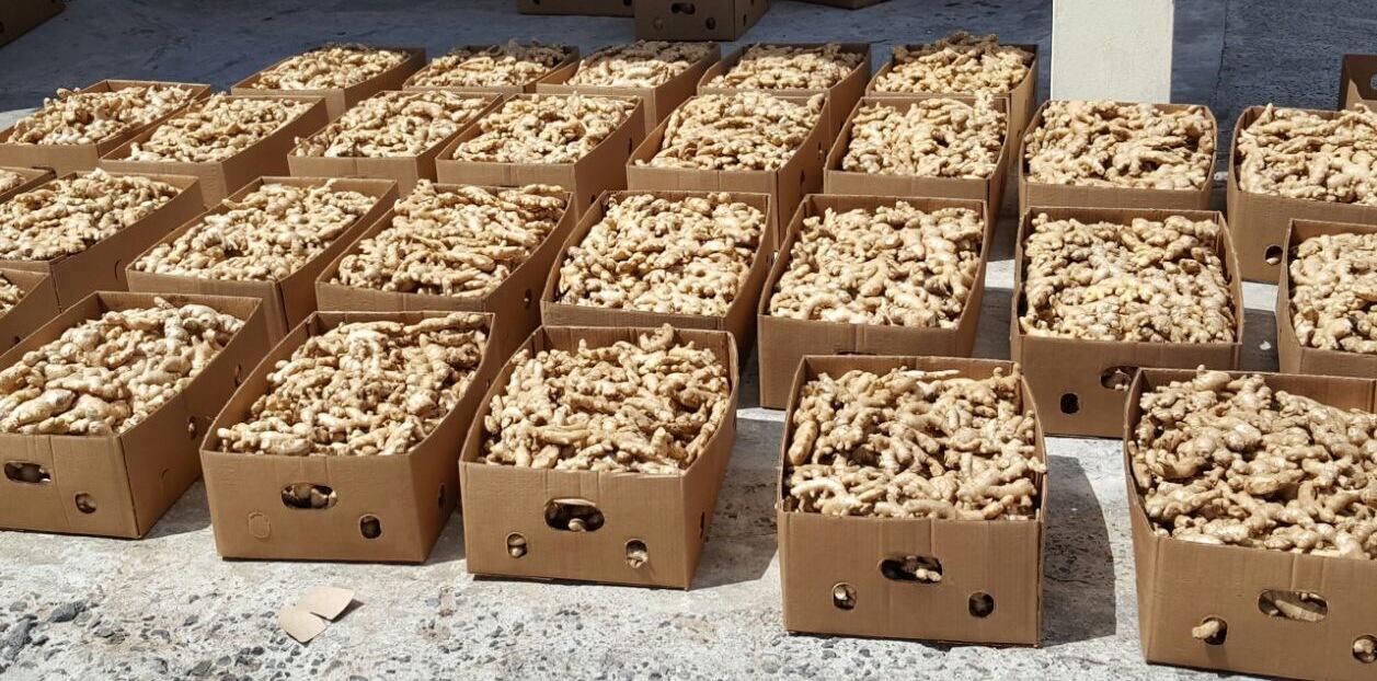 A shipment of ginger being prepared for export