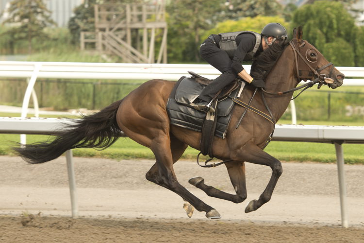 Fortyfiveseventy training at Woodbine (Michael Burns Photo) Fortyfiveseventy training at Woodbine (Michael Burns Photo)