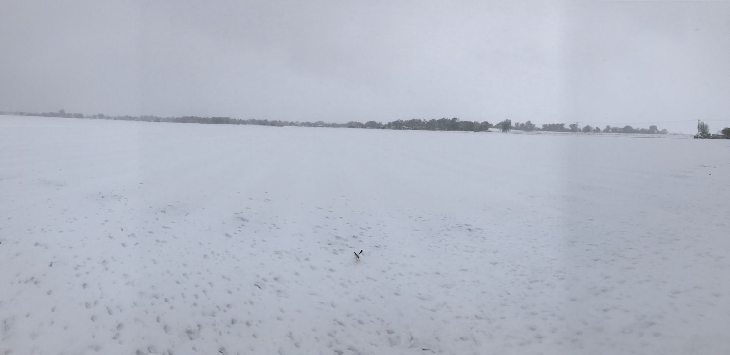 A look at a freshly-planted cantaloupe field. The seeds that haven't sprouted may make it through the storm. 