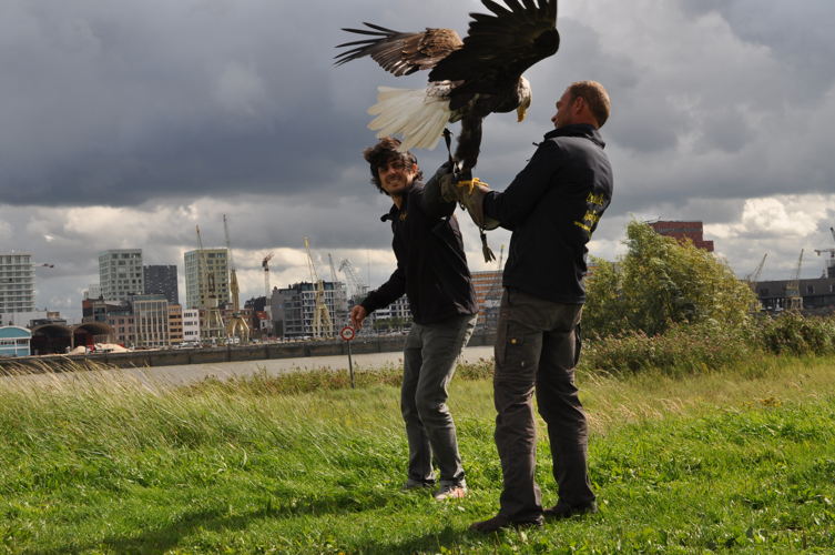 Aflevering 3: de roofvogels -zicht