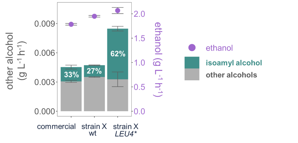 Engineering the yeast cells leads to a clear increase in the production of isoamyl alcohol