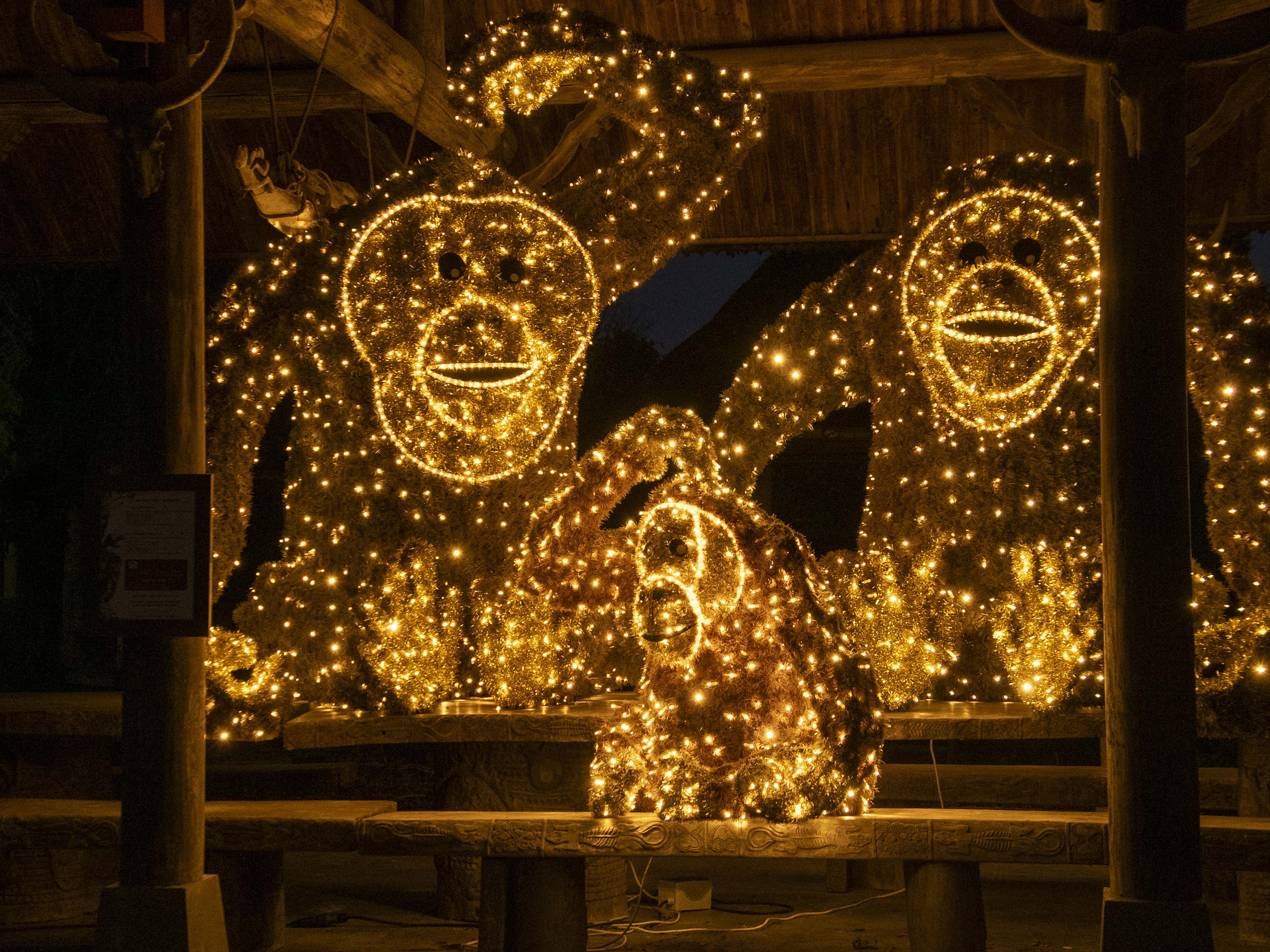 Celebrate the Holidays with New Animal Arrivals at Pairi Daiza.