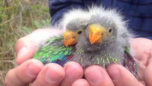 Swift action needed to help critically endangered parrot