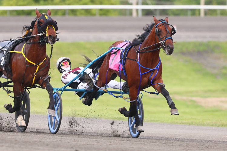 Prince Hal Hanover and driver Doug McNair winning the Somebeachsomewhere (Division 1) (Grade 3) on May 31, 2025 at Woodbine Mohawk Park (New Image Media) Prince Hal Hanover and driver Doug McNair winning the Somebeachsomewhere (Division 1) (Grade 3) on May 31, 2025 at Woodbine Mohawk Park (New Image Media)