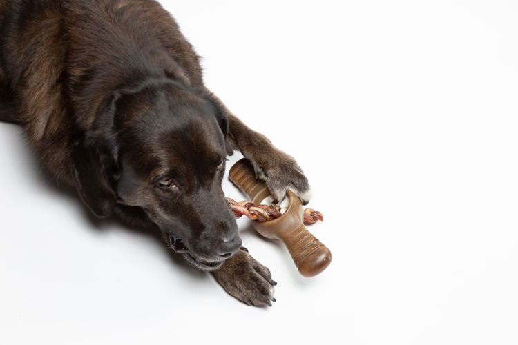 Benebone Pawplexer