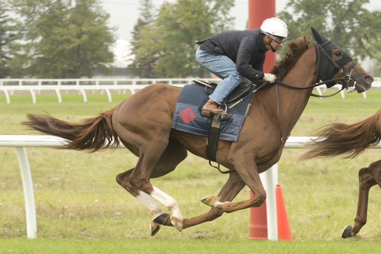 Twowaycrossing preparing for the Breeders' Stakes at Woodbine (Michael Burns Photo)