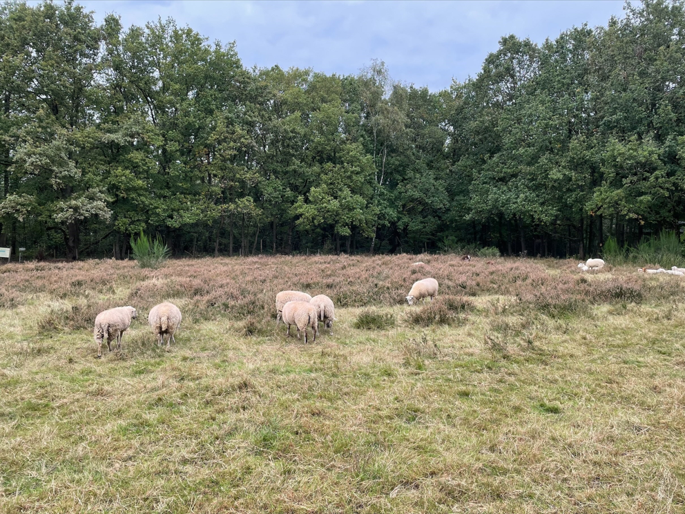 Kudde schapen doet aan natuurbeheer op de Kesselberg