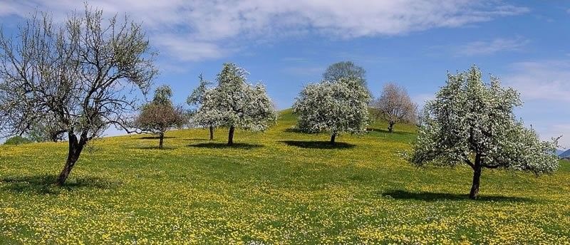 Typerdende landschapstypes: fruitland