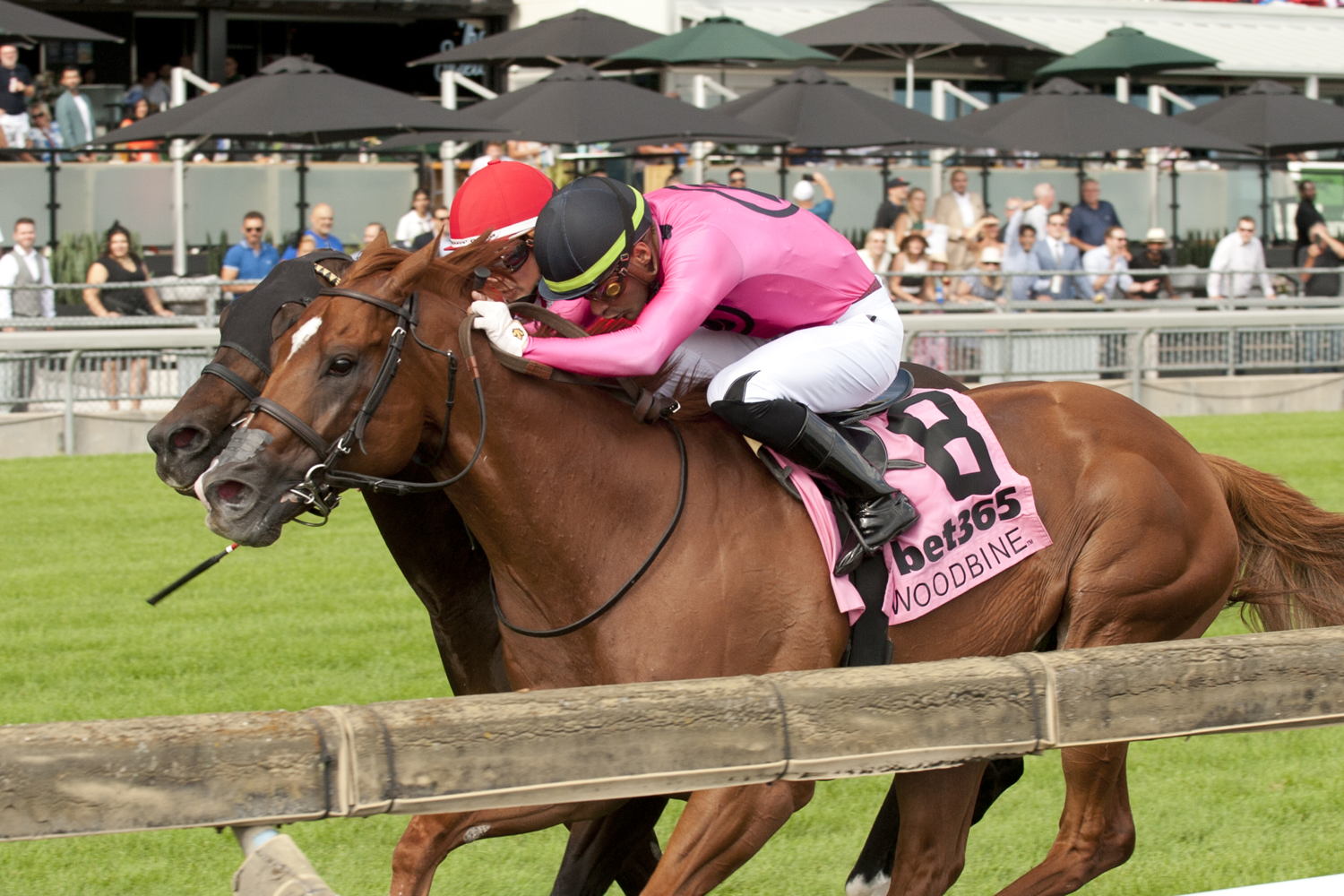 Filo Di Arianna (BRZ) and jockey Sahin Civaci winning the bet365 King Edward Stakes (G2) on August 23, 2024 at Woodbine (Michael Burns Photo)