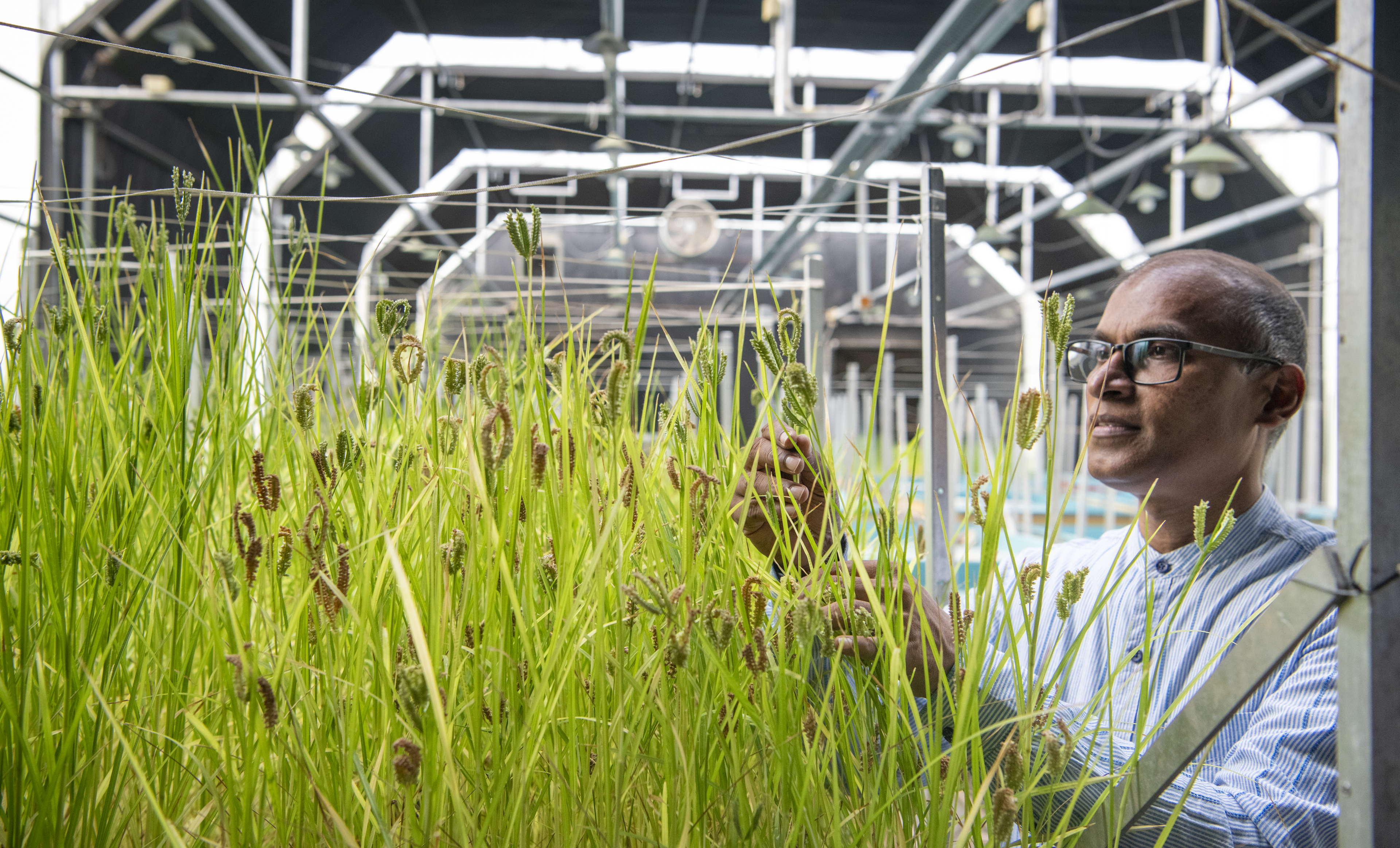 ICRISAT’s Rapid-Ragi Breakthrough Promises Faster, Cost-Effective Finger Millet Breeding