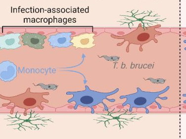 Past infections have long-term effects on liver immune cells 