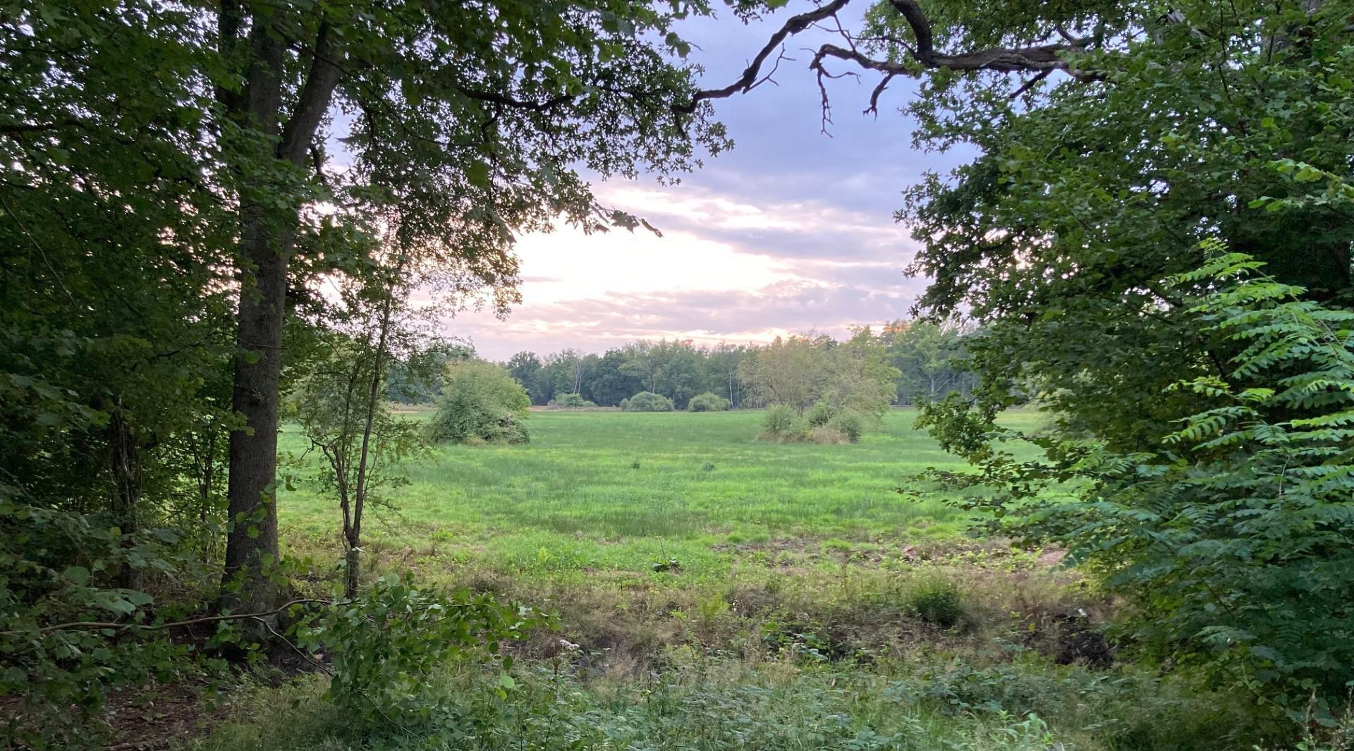 Samenwerking tussen EcoTree en Brussels Airlines met aandacht voor klimaat, biodiversiteit en water herstelt waardevol veengebied in Zwarte Beek