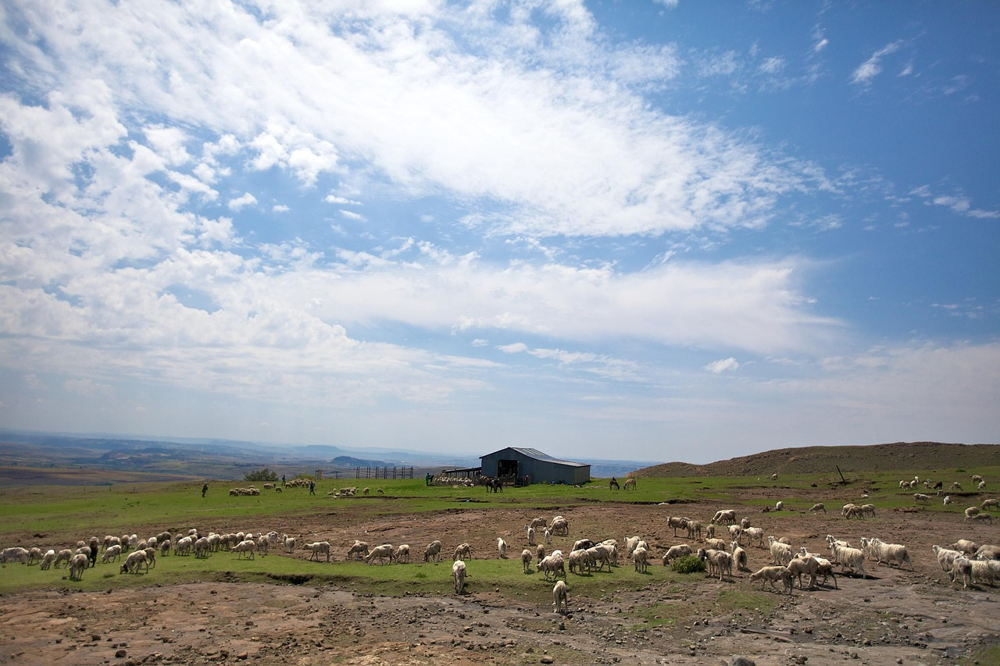 Crop Livestock integration