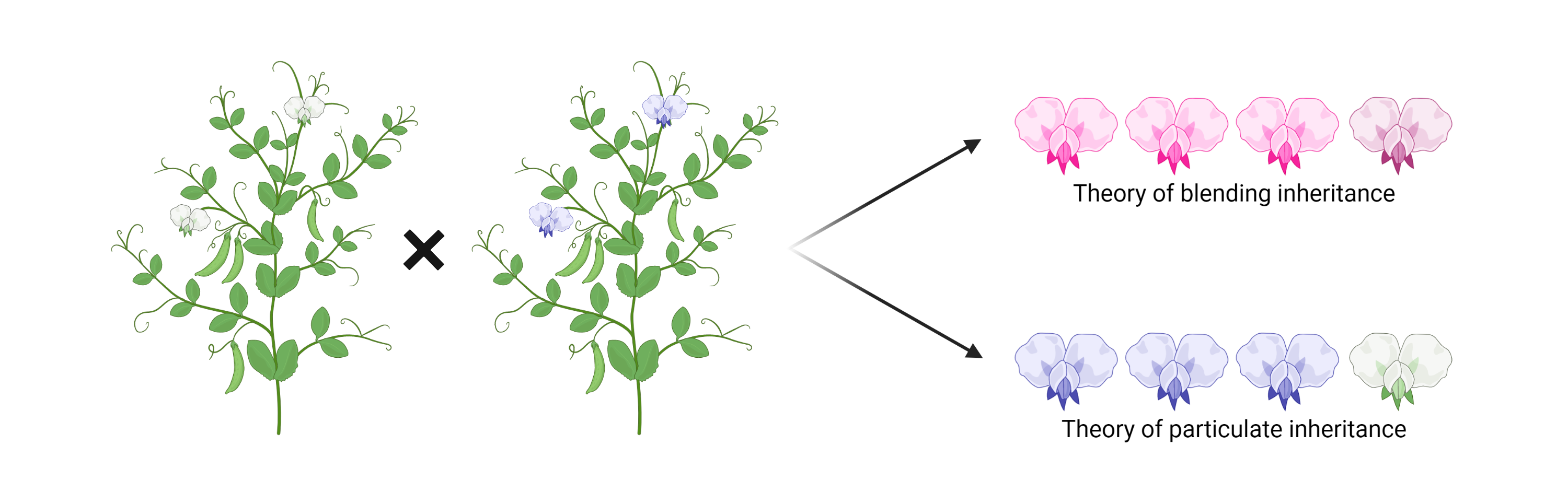 The two inheritance theories (made in BioRender by Joren De Ryck)