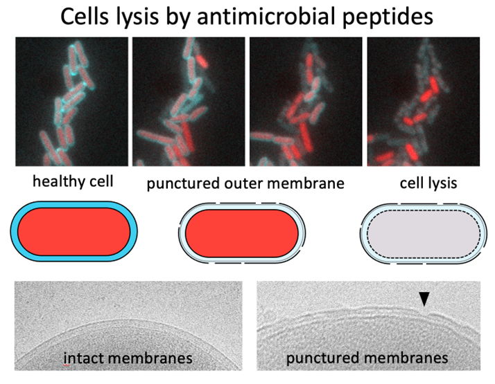 Bacterial cells exposed to antimicrobial peptides. Without SlyB, the bacterial outer membrane weakens and the cell content leaks out, resulting in the lysis of the cells. Electron microscopy images show the intact (lower left) and damaged (lower right) membranes of Gram-negative bacteria.