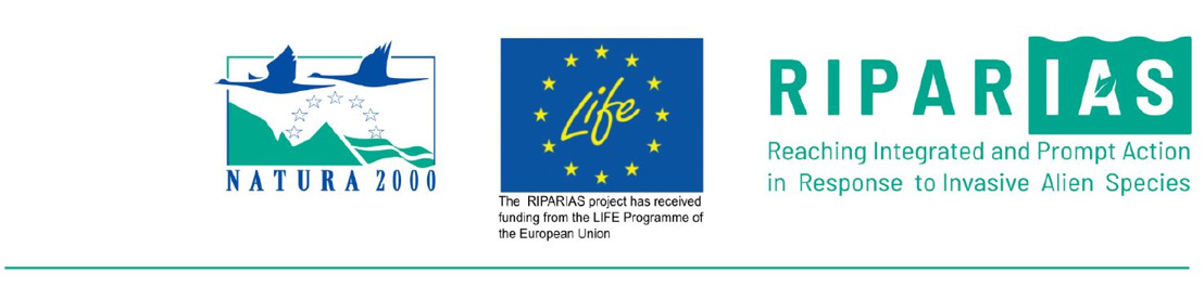 Lancement de LIFE RIPARIAS: 7 millions d’euros pour lutter contre les espèces exotiques envahissantes en Belgique