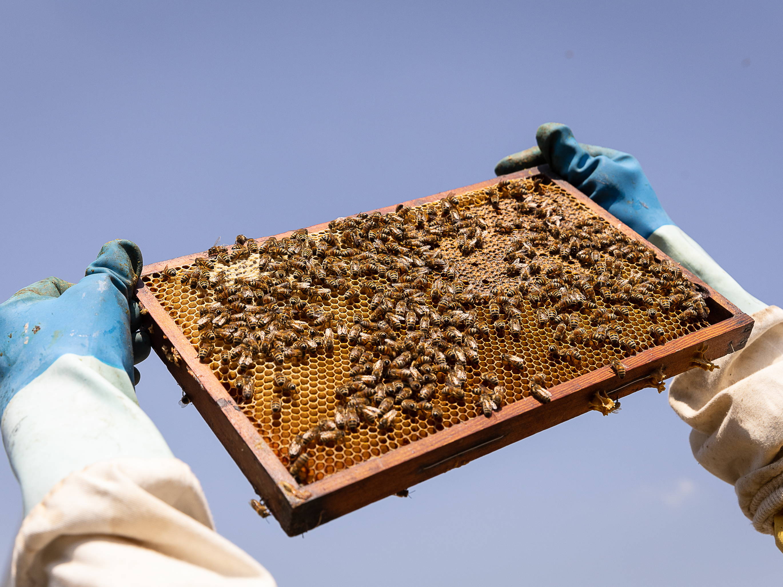 Bee mortality rises for third consecutive year