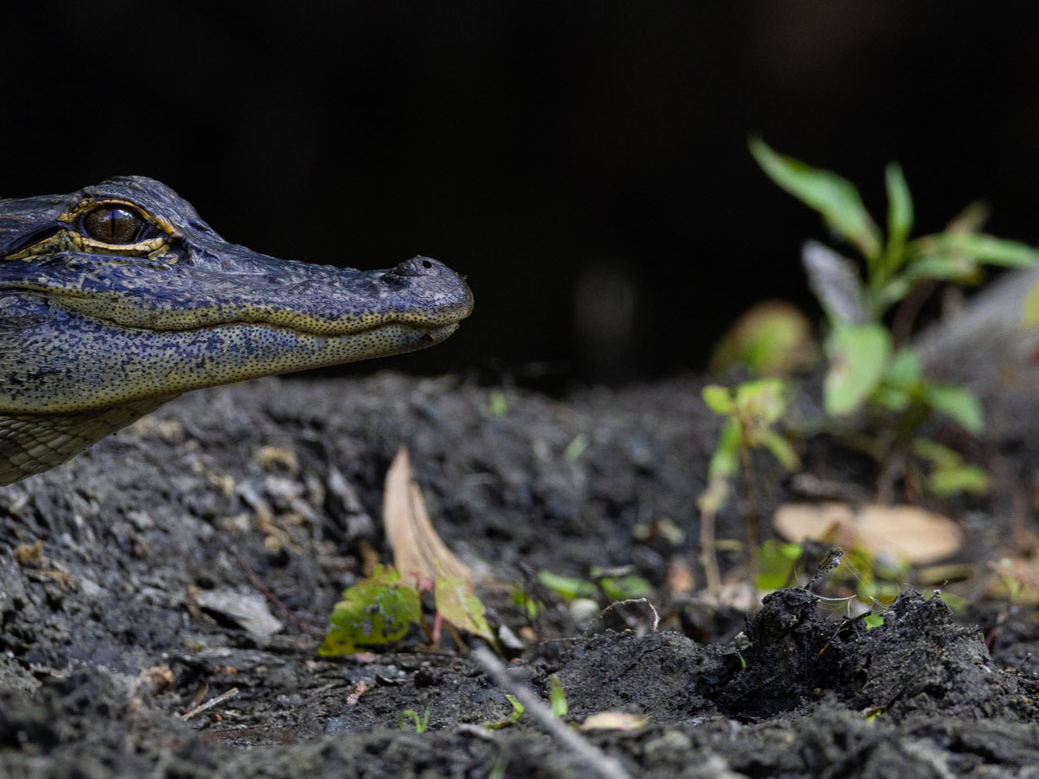 Explorando la naturaleza de Kissimmee.