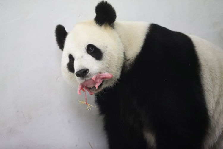 Tian Bao, newly born, 2016