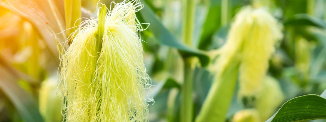 Staying alive – delaying floral aging improves seed set in maize