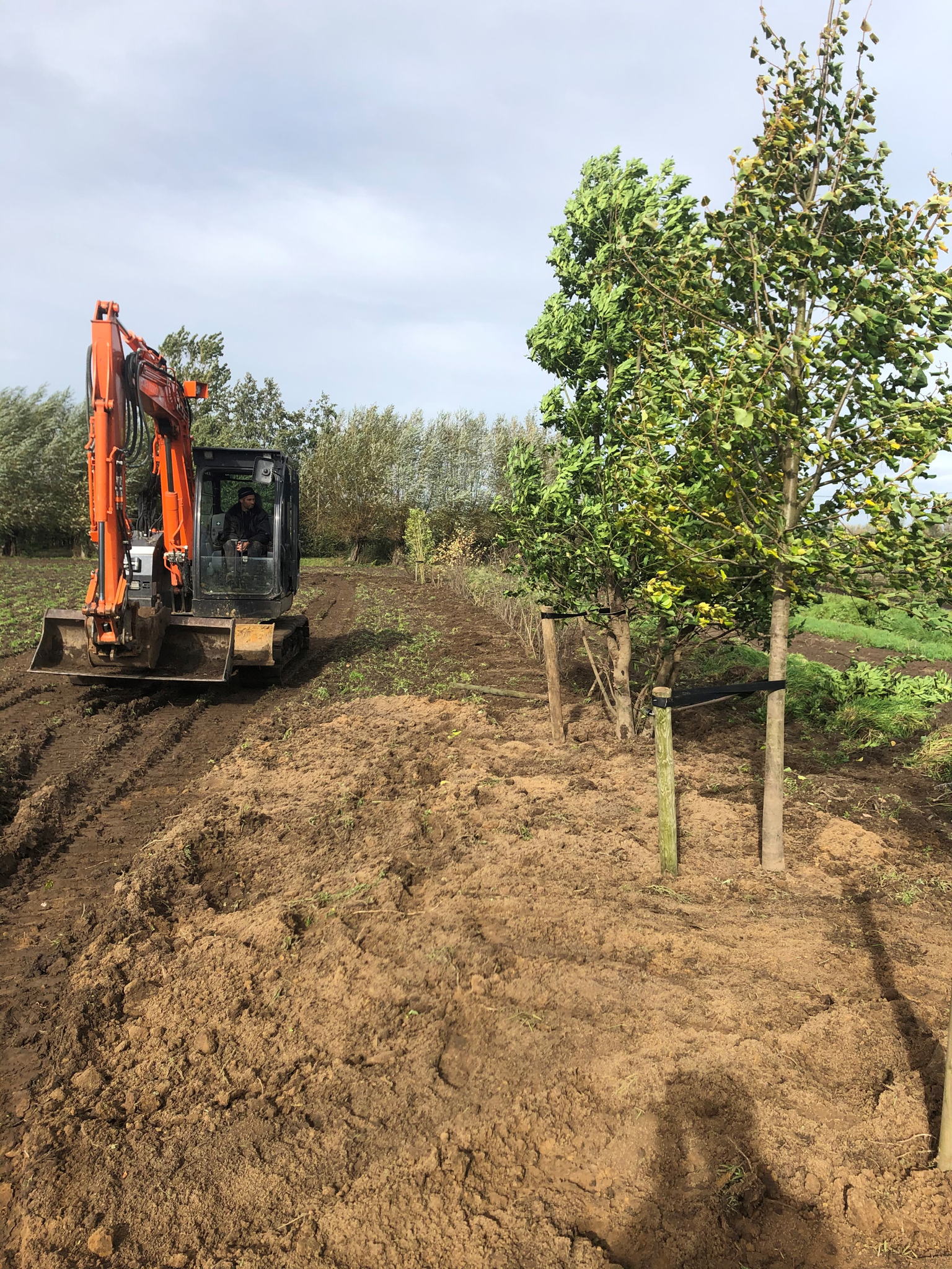 Ruimte voor nieuwe bomen maar ook voor een bomenasiel
