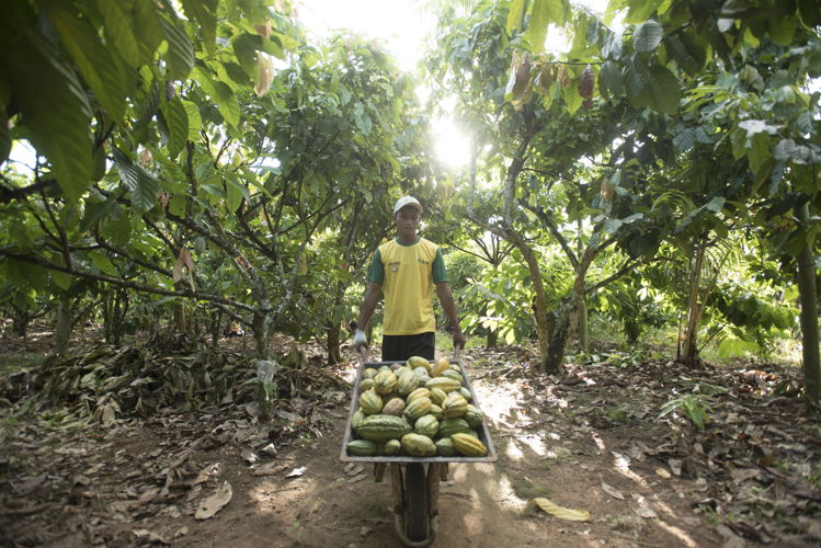 Sustainable cocoa