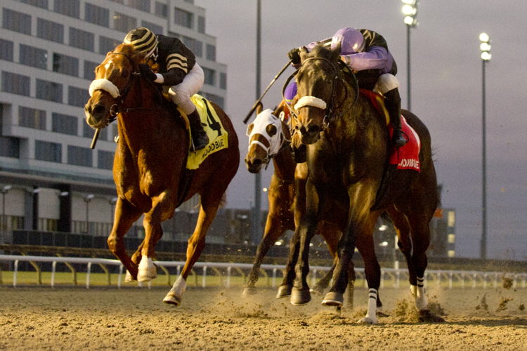 Secret Reserve and jockey Leo Salles winning the Steady Growth Stakes on December 10, 2023 at Woodbine (Michael Burns Photo)