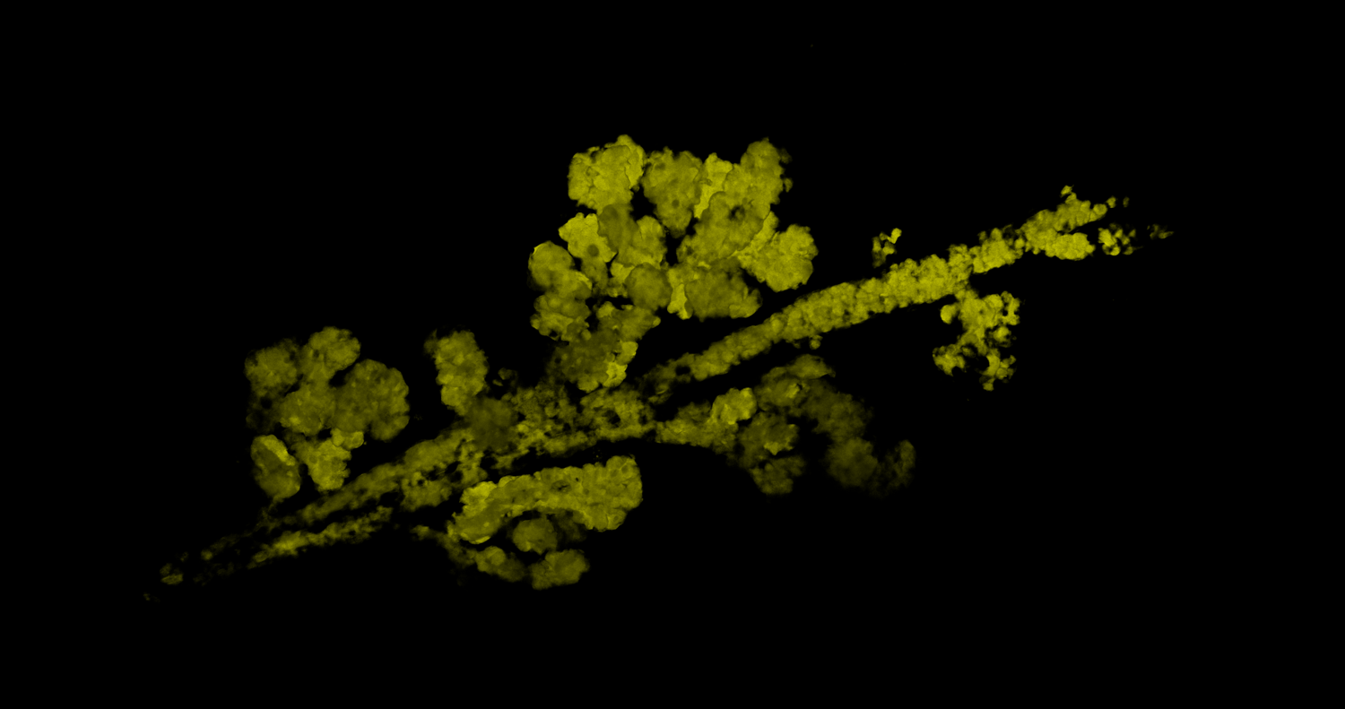 A clonal field of mutant cells (in yellow). Credit: VIB.