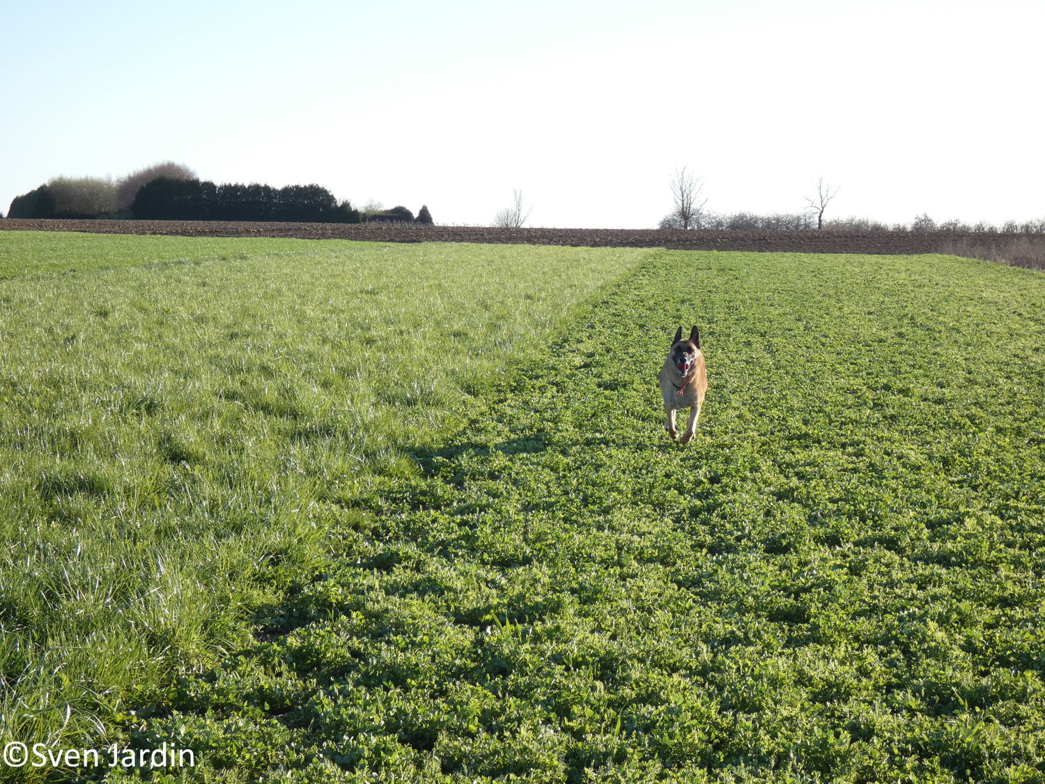 Loslopende hond op rand
