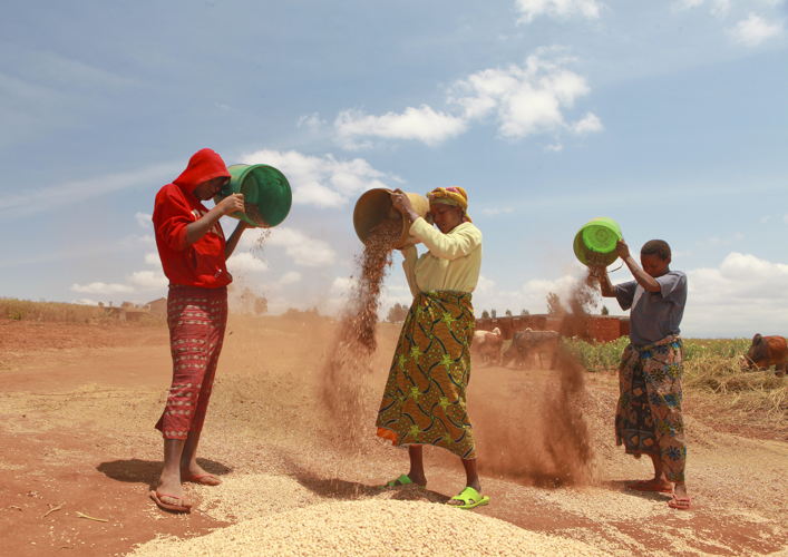 Women farmers winnow their millet crop after harvest