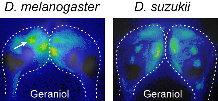 Het verschil in hersenactiviteit (groen) tussen D. melanogaster en D. suzukii bij blootstelling aan geraniol.