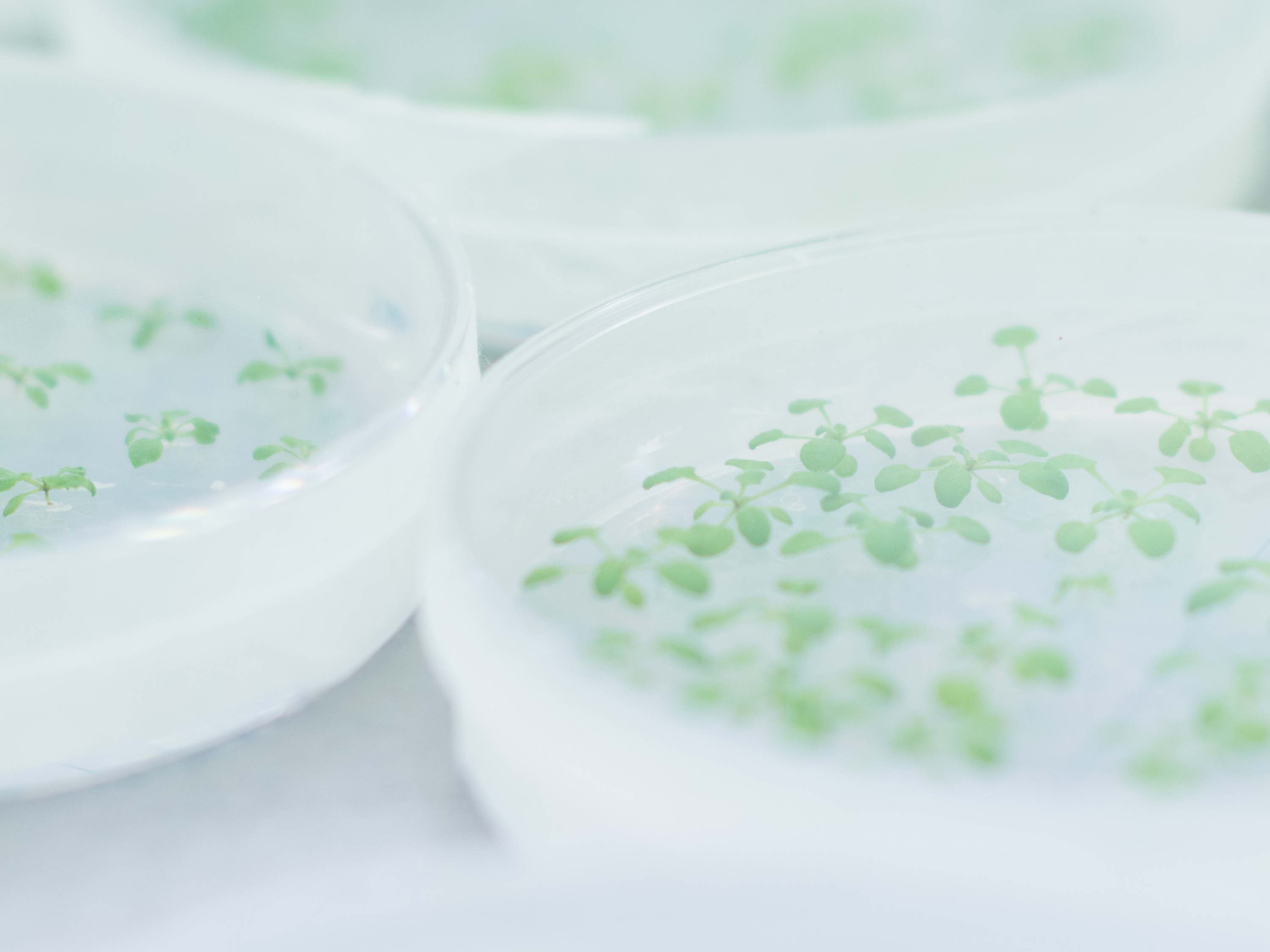 New study elucidates the role of Arabidopsis ABCB19 as brassinosteroid exporter 