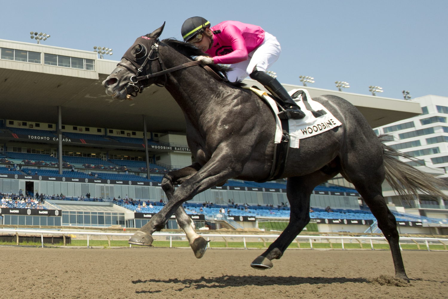 My Boy Prince and jockey Sahin Civaci winning the King Corrie Stakes on May 19, 2024 at Woodbine (Michael Burns Photo)