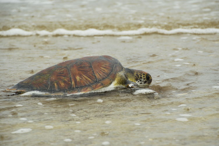 Una de las tortugas verdes rehabilitada. Fotógrafo: Crisitian Herrera. 