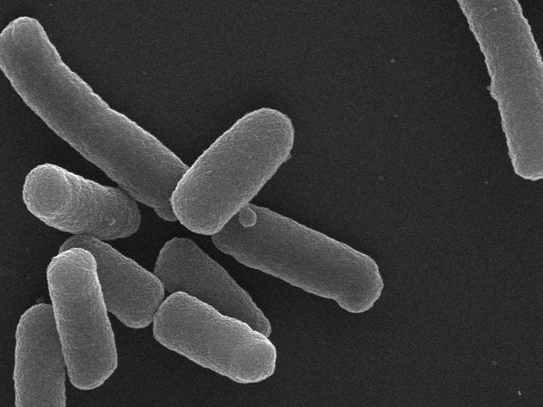 Nieuwe techniek versnelt de ontwikkeling van antibiotica