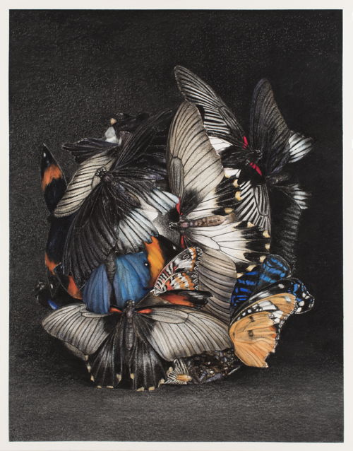 Cindy Wright, True colors (nr. 8), 2016, charbon de bois et aquarelle sur papier, 155 x 122 cm