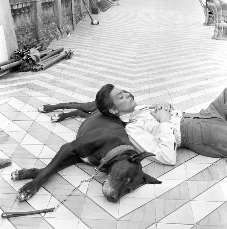 French actor Alain Delon pausing on the set of The Leopard, directed by Italian director Luchino Visconti. Lying on the floor, resting his head on a dog's back. 1963. AKG4050555 © akg-images / Giovan Battista Poletto / Reporters Associati & Archivi / Mondadori Portfolio French actor Alain Delon pausing on the set of The Leopard, directed by Italian director Luchino Visconti. Lying on the floor, resting his head on a dog's back. 1963. AKG4050555 © akg-images / Giovan Battista Poletto / Reporters Associati & Archivi / Mondadori Portfolio