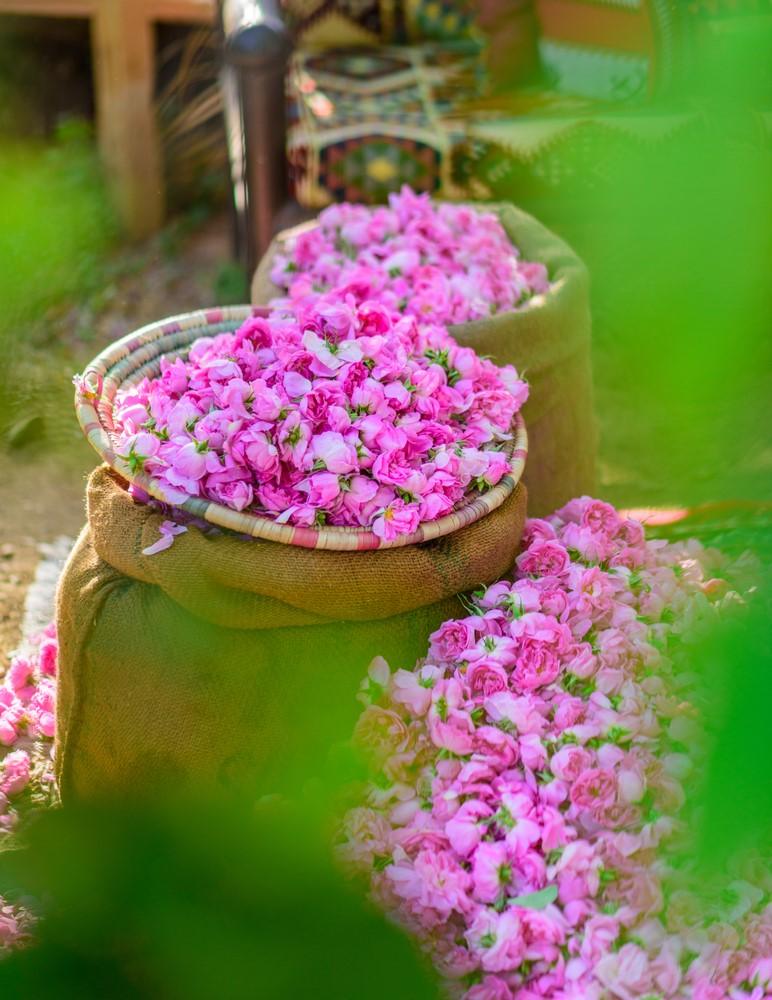 Roses in the city of Taif in the Kingdom of Saudi Arabia 